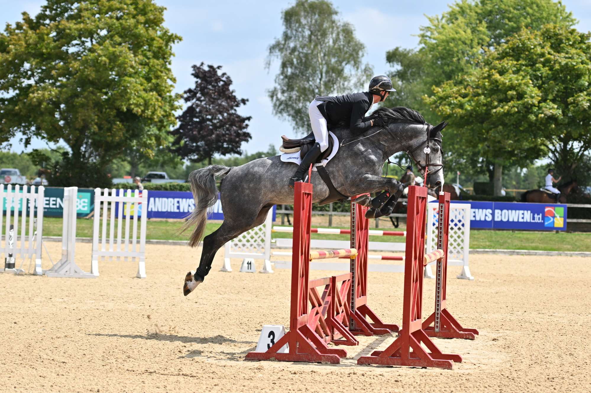 Ashdale Christian Dior Stallion